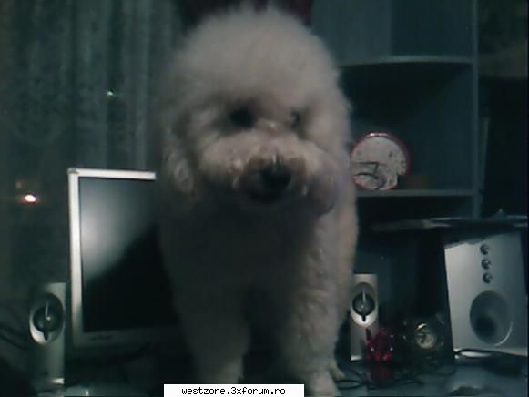 aici postati poze cu voastre !!!!

ea este bella  s-a urcat pe birou voastre :x:x:x:x:x