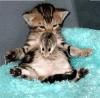 :nono:  :rotfl: poze funny :)):))